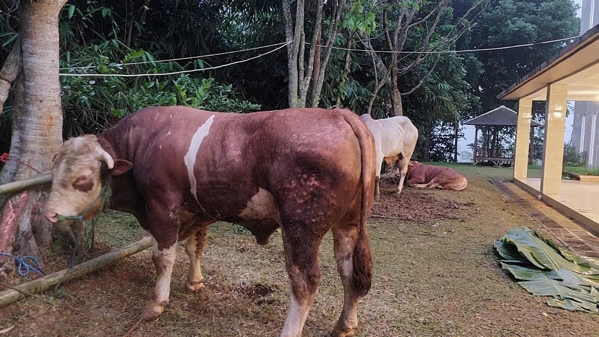 Hewan Qurban